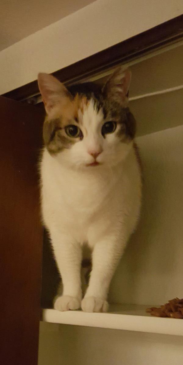 /Images/uploads/Humane Society of Utah/HSU2018/entries/4171thumb.jpg